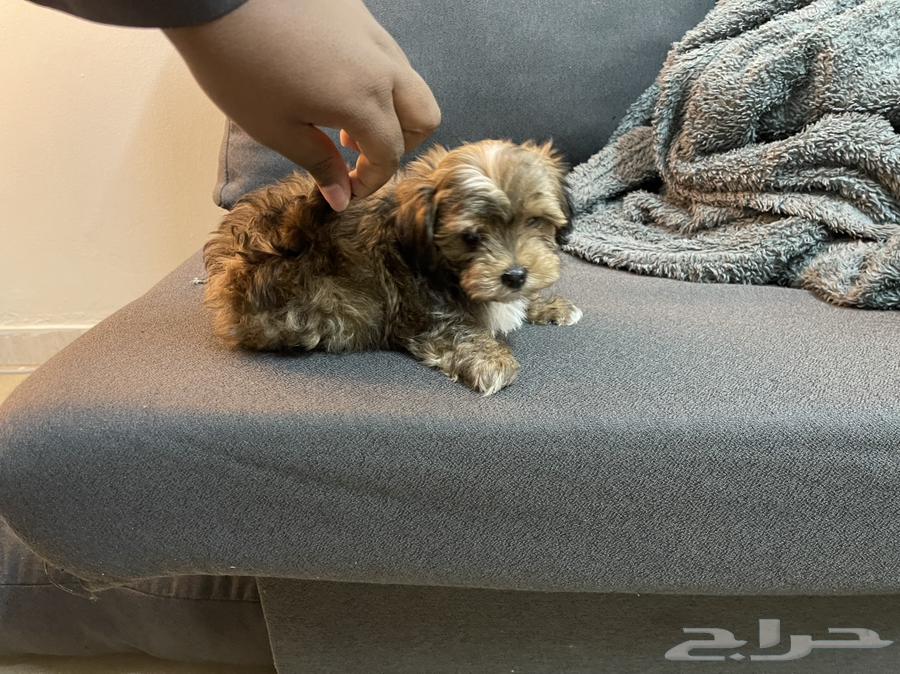Maltese dogs the size of a hand63289918480259113