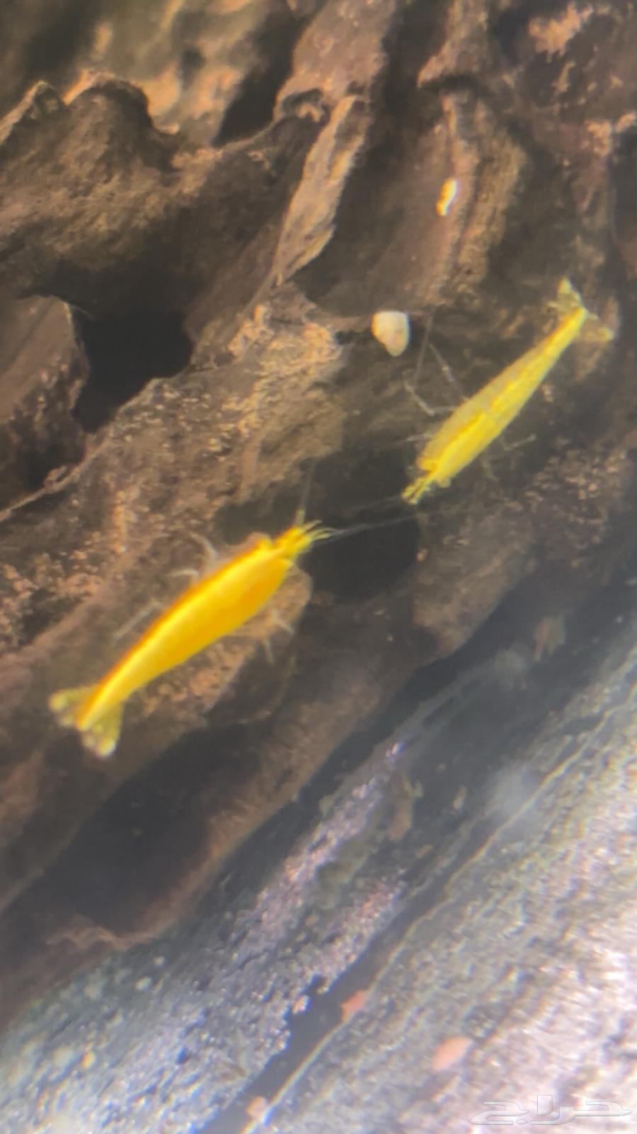 Yellow river shrimp63271594591490111