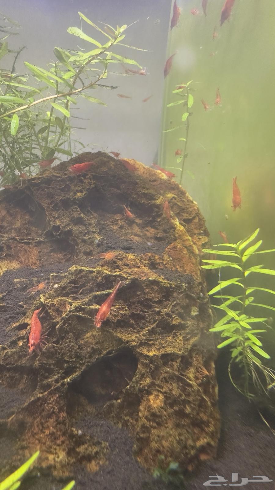 Red Cherry Shrimp. (Coming soon)63270432352130112