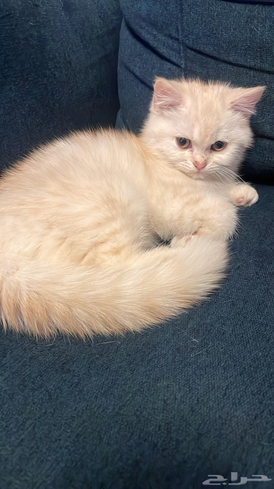 Mixed breed male cat63270822606466119