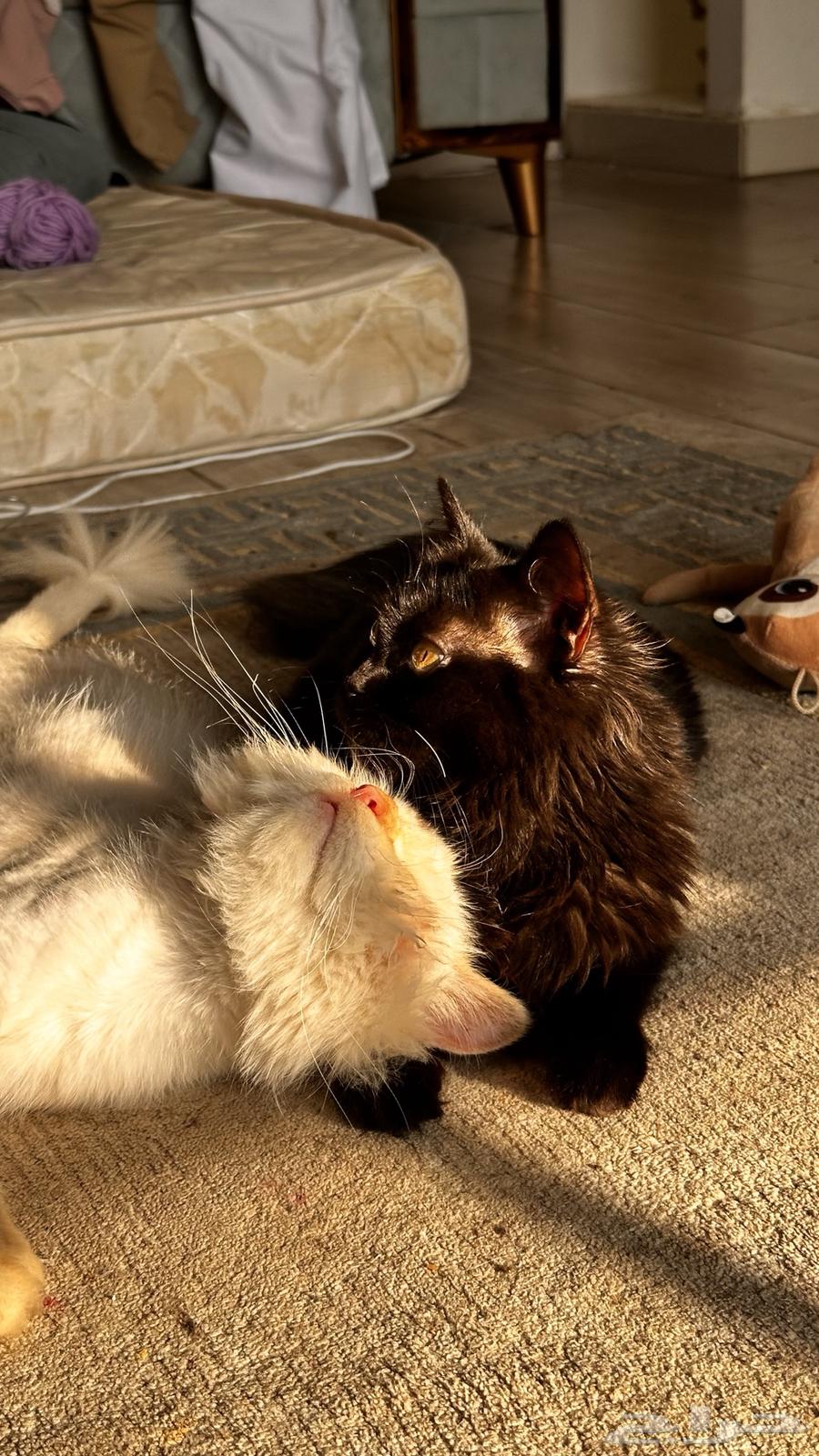 Cats for adoption63271605213825110