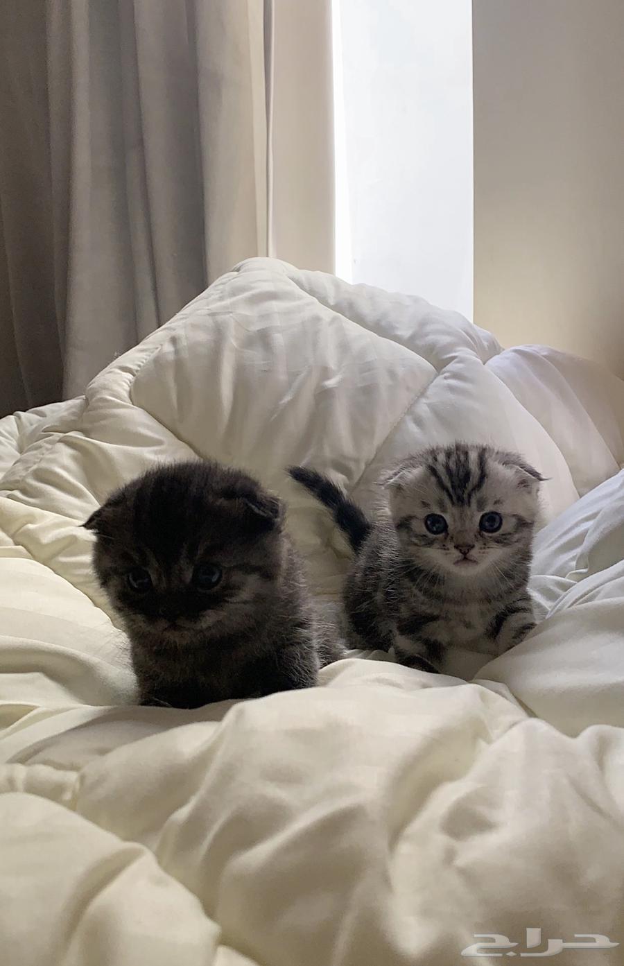 Scottish Fold cats63271609994241118