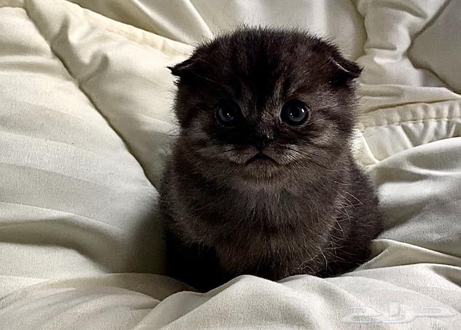 Scottish Fold cats63271609994241112