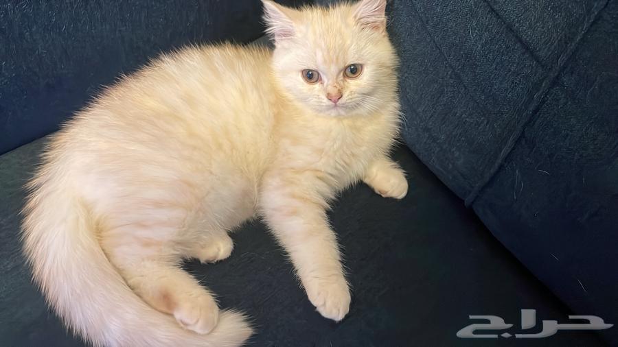 Mixed breed male cat63270822606466112
