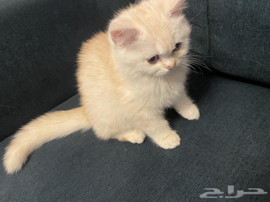 Mixed breed male cat63270822606466113
