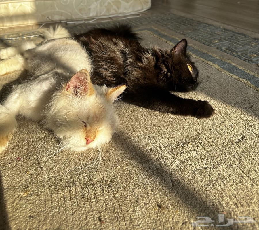 Cats for adoption63271605213825112