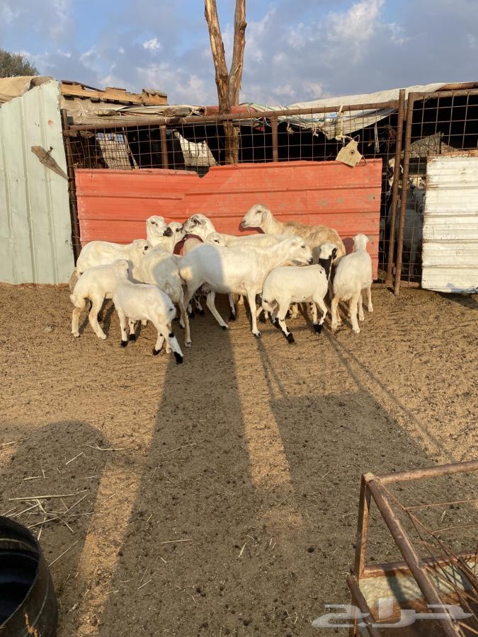 6 sheep with her 663007085901314112