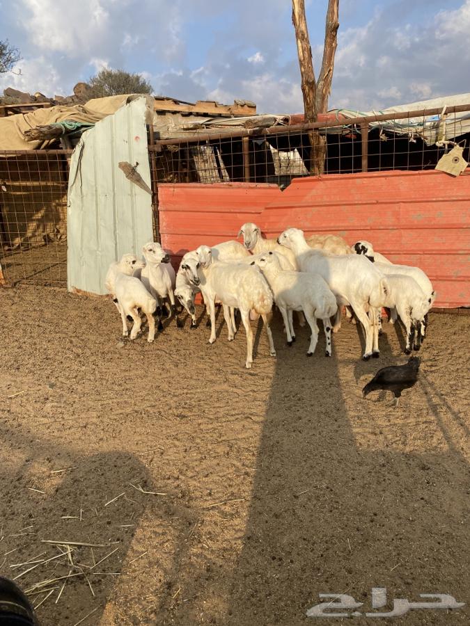 6 sheep with her 663007085901314114