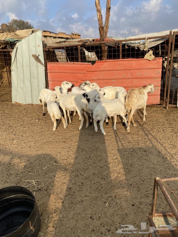 6 sheep with her 663007085901314113