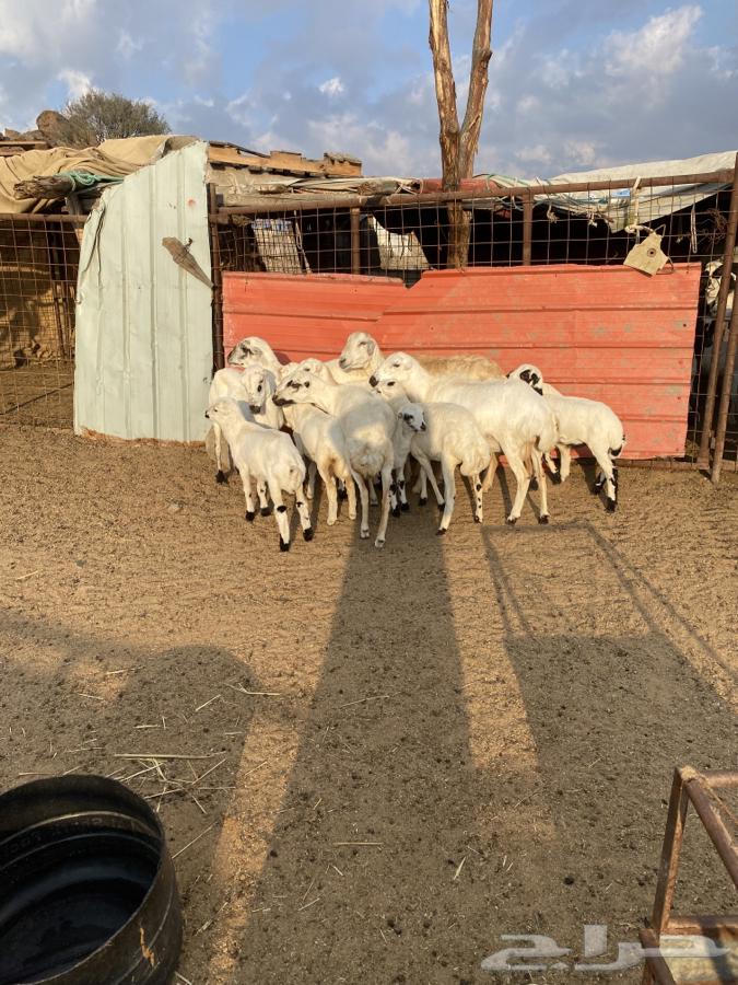 6 sheep with her 663007085901314111