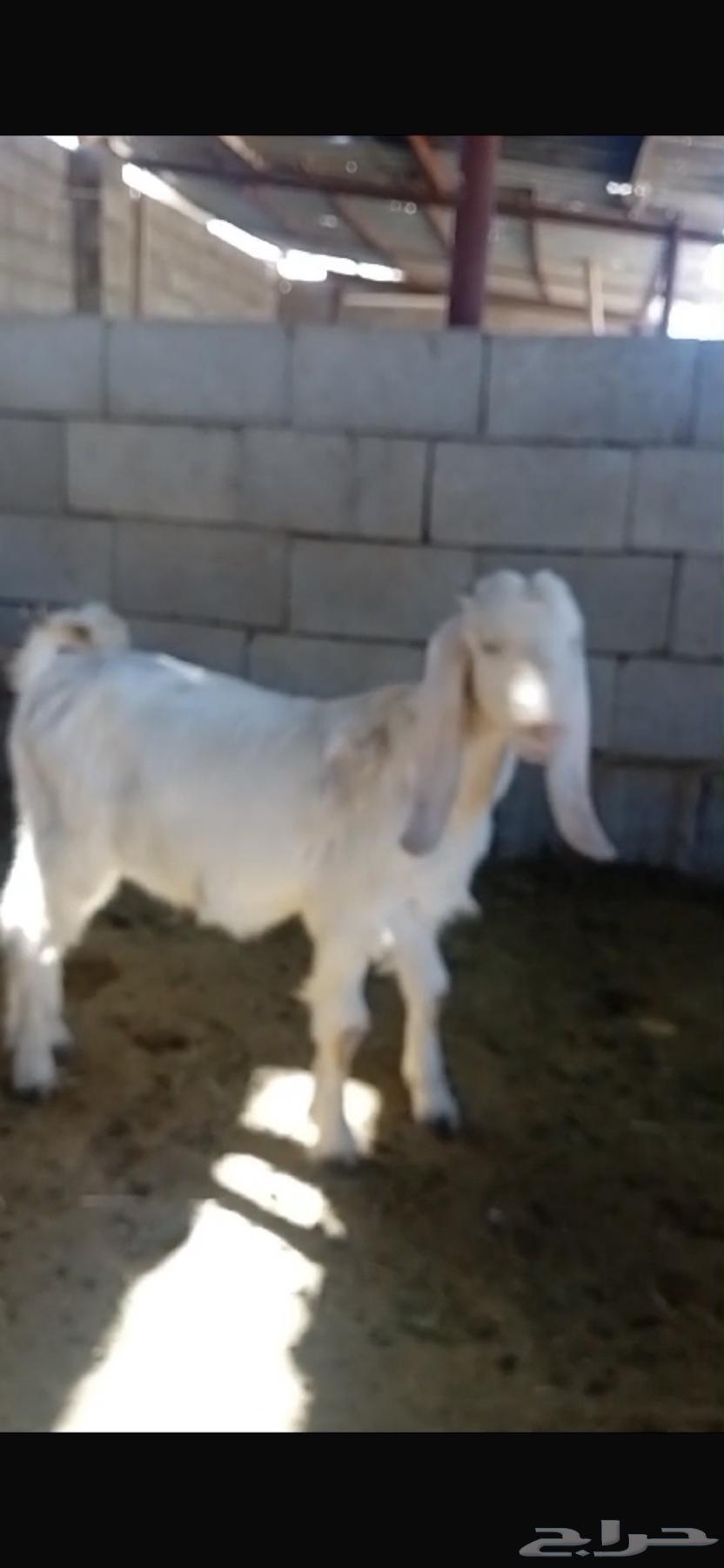 White temporary goat with good milk yield63007085867267111