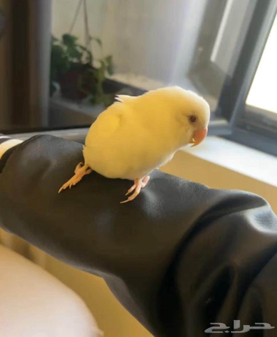 Bird press for sale63267915085698115
