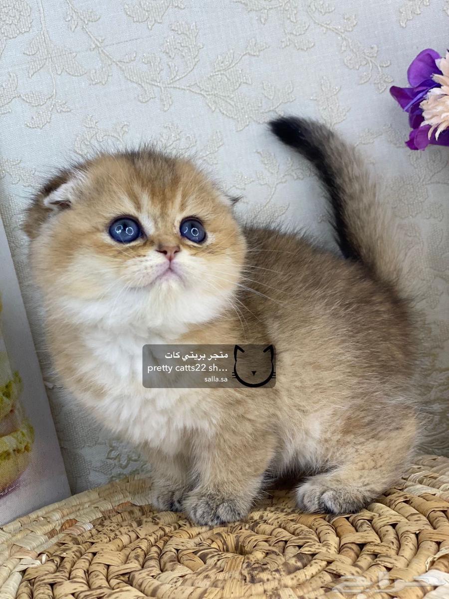 4 Scottish Fold kittens, 2 months old, British Shorthair cat63267518417026112