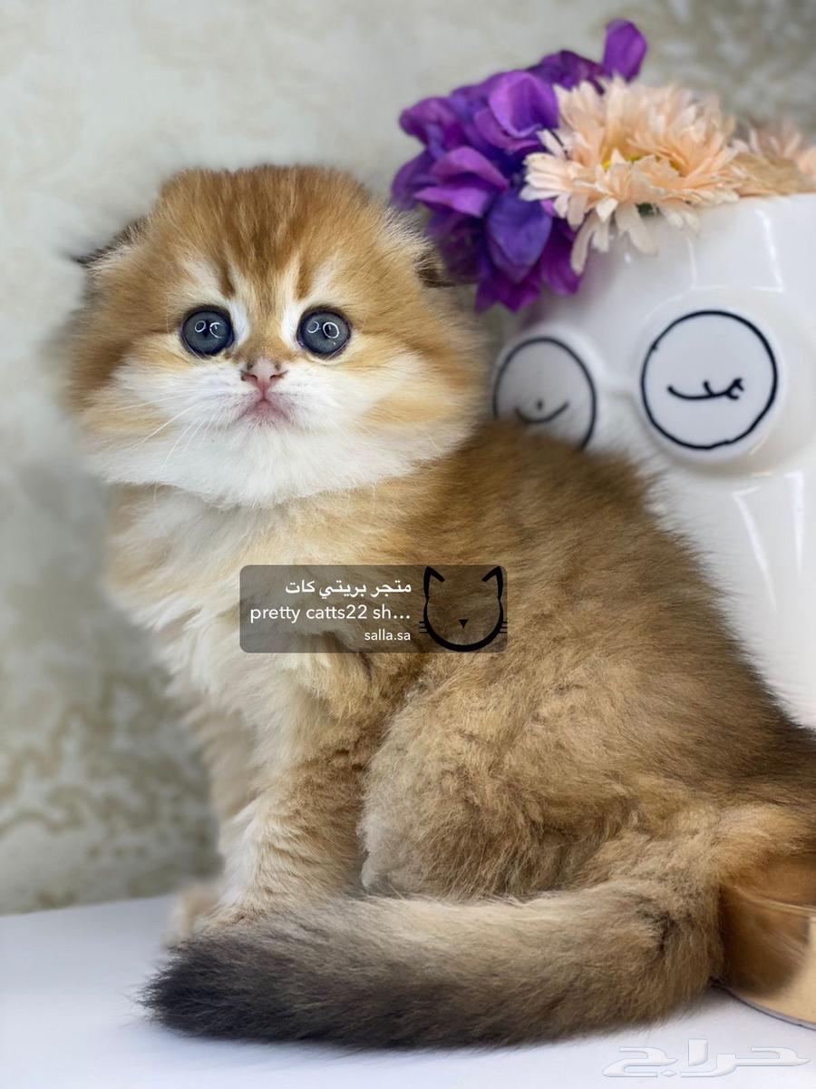 Scotch Fold long hair  
Scotch Fold short hair  
Kitten cats cat kitty63267518027394111