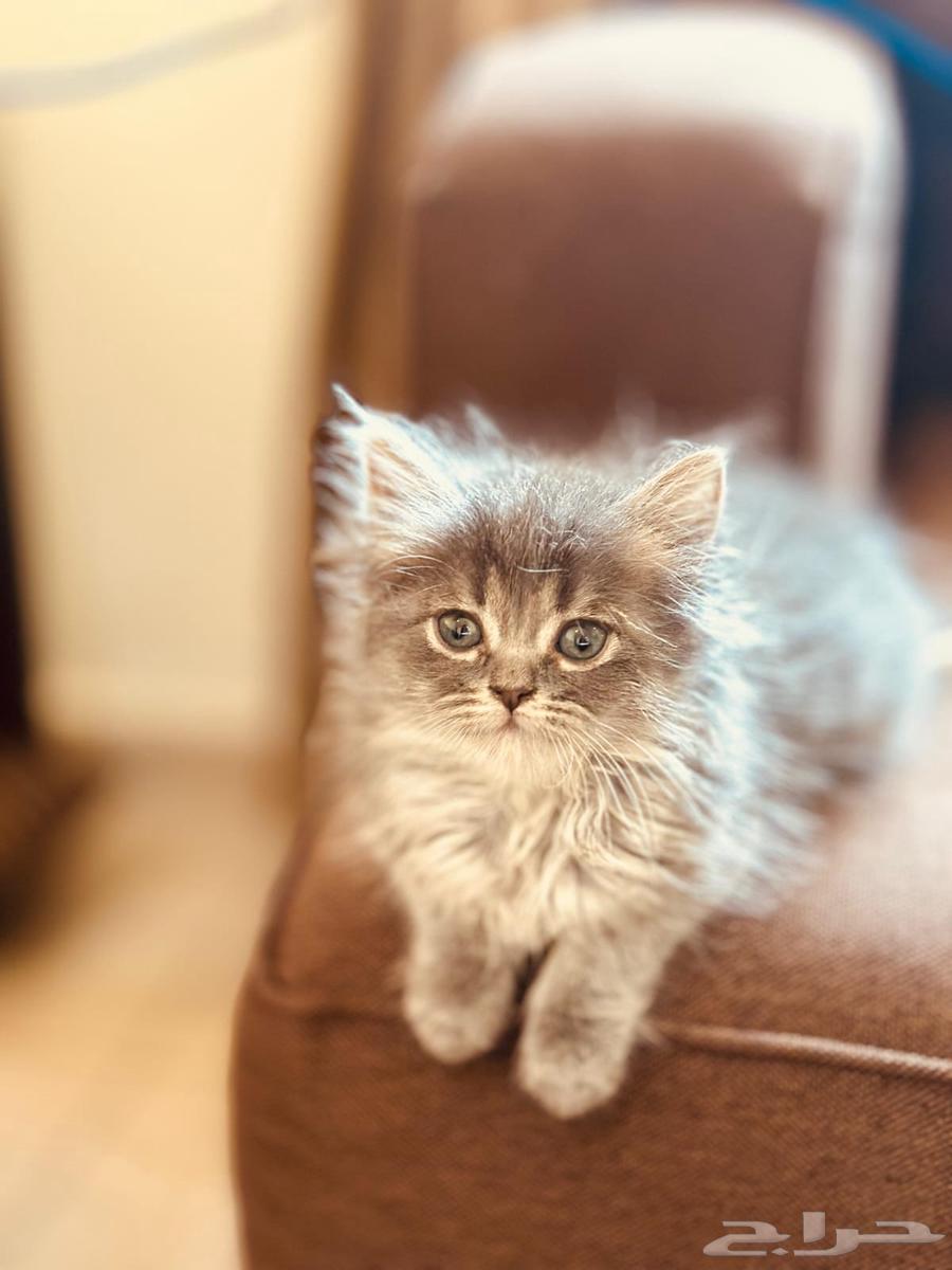 Cats63268284861569113