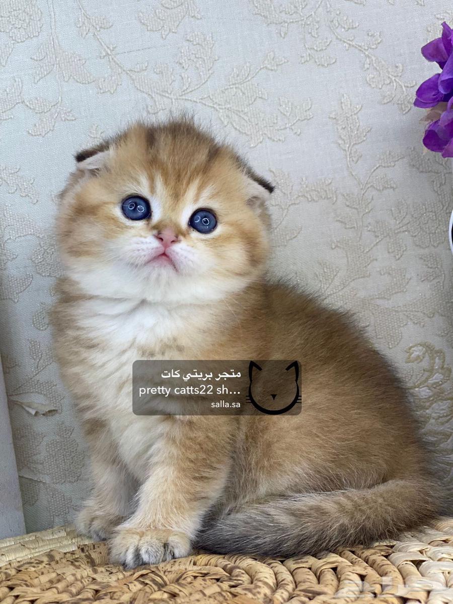 4 Scottish Fold kittens, 2 months old, British Shorthair cat63267518417026113