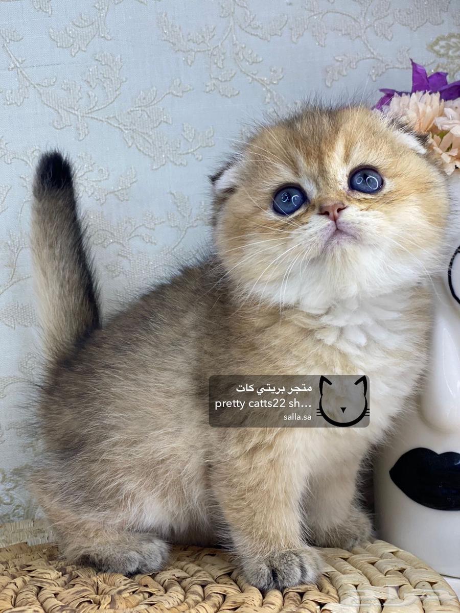 4 Scottish Fold kittens, 2 months old, British Shorthair cat632675184170261113