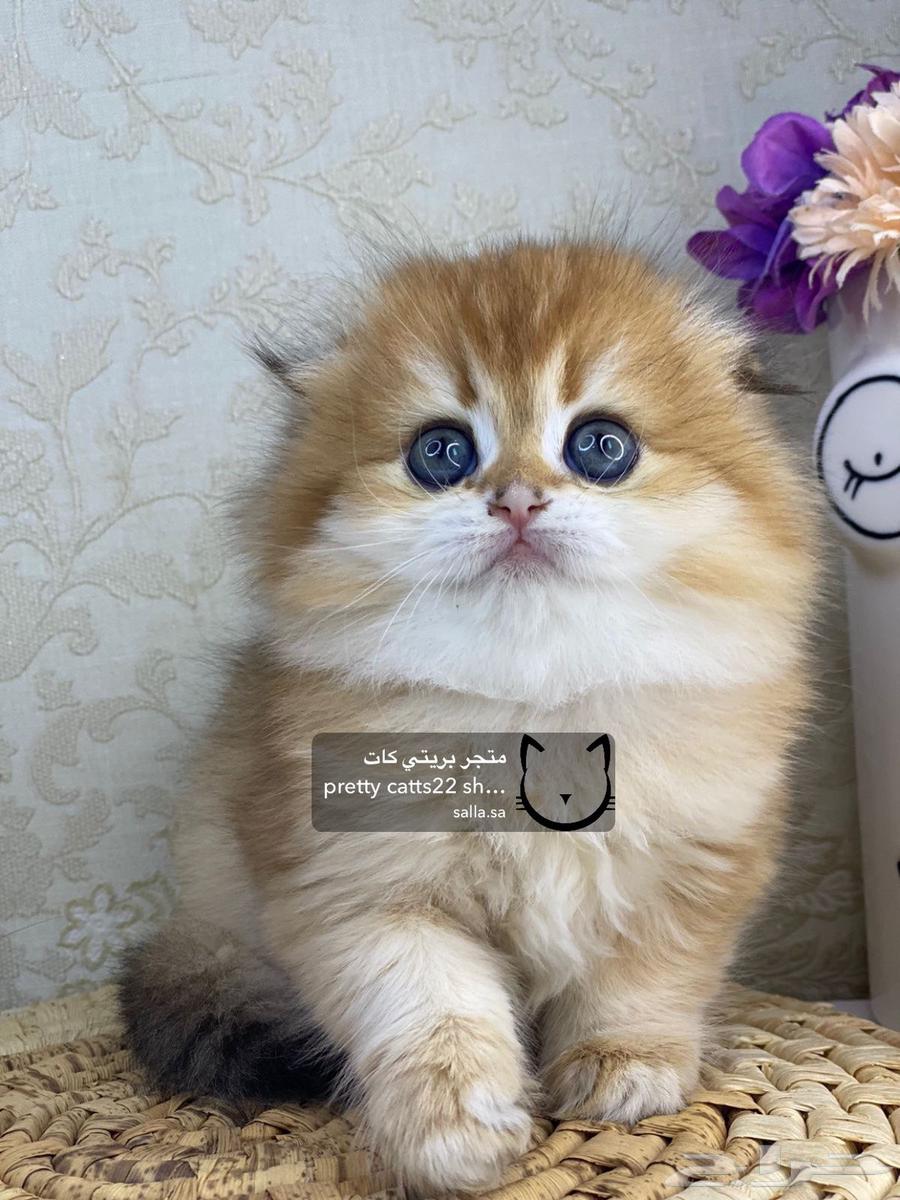 Scotch Fold long hair  
Scotch Fold short hair  
Kitten cats cat kitty63267518027394113