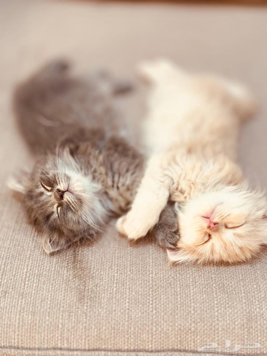 Cats63268284861569114
