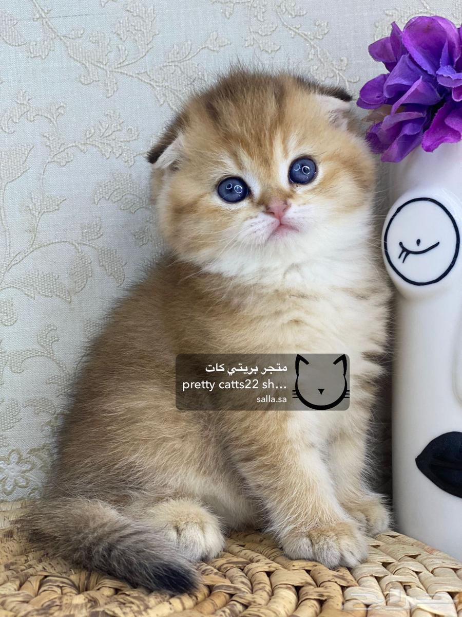 4 Scottish Fold kittens, 2 months old, British Shorthair cat63267518417026114