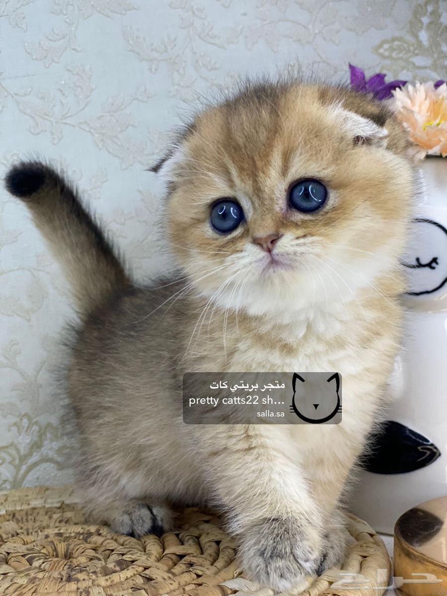 4 Scottish Fold kittens, 2 months old, British Shorthair cat63267518417026111