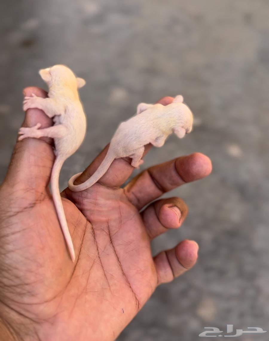Baby flying squirrels have red eyes63268281603587111