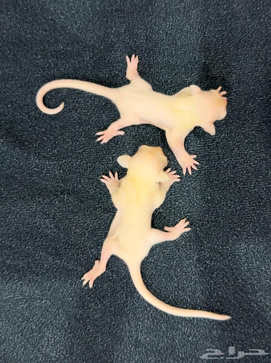 Baby flying squirrels have red eyes632682816035871116