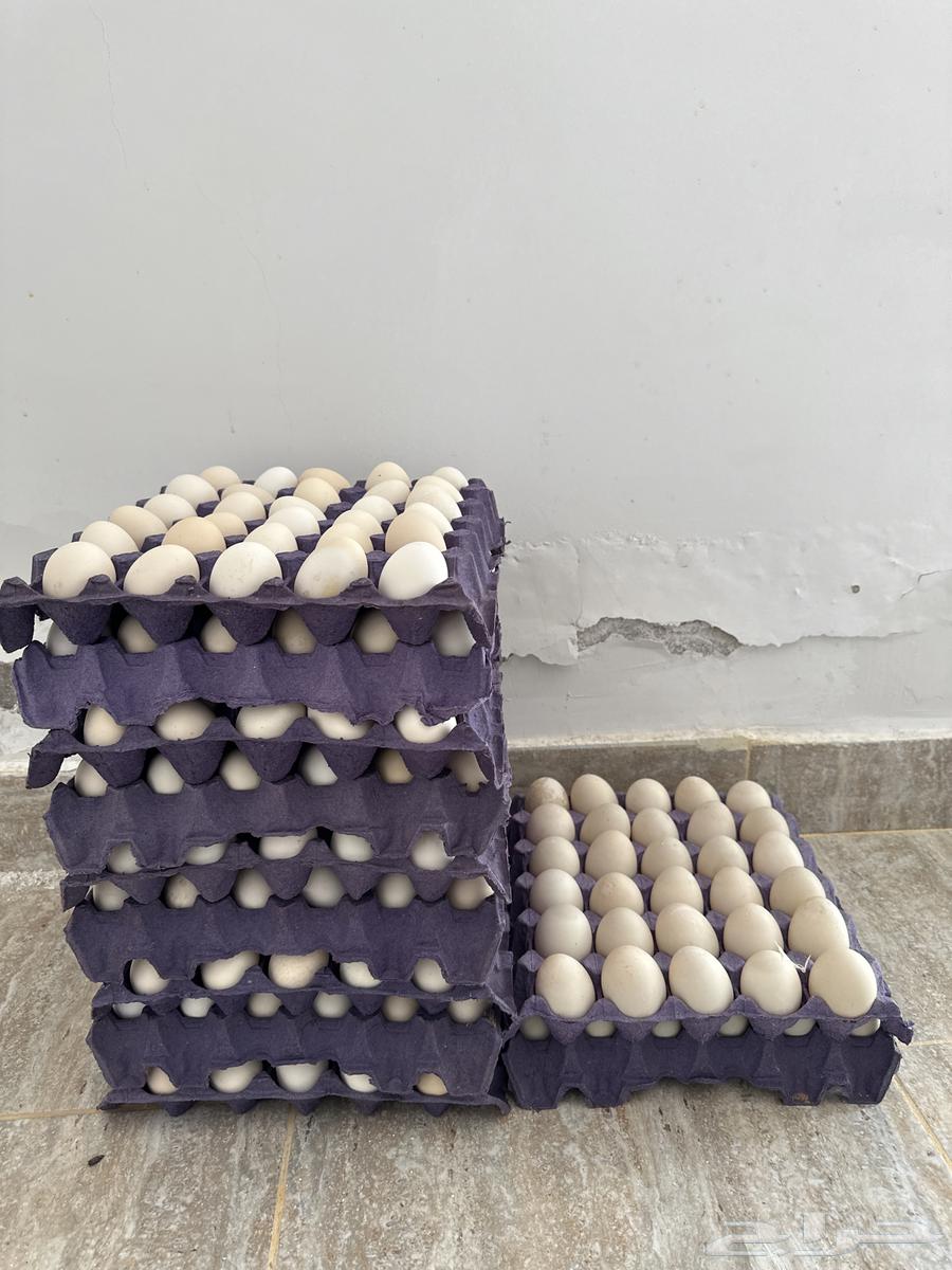 Eggs for sale632720481240351128