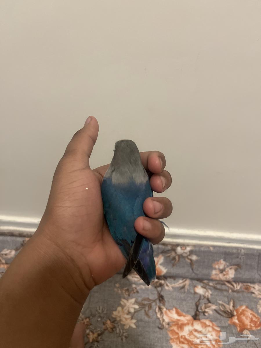 Fischer's bird sold63617265963523112