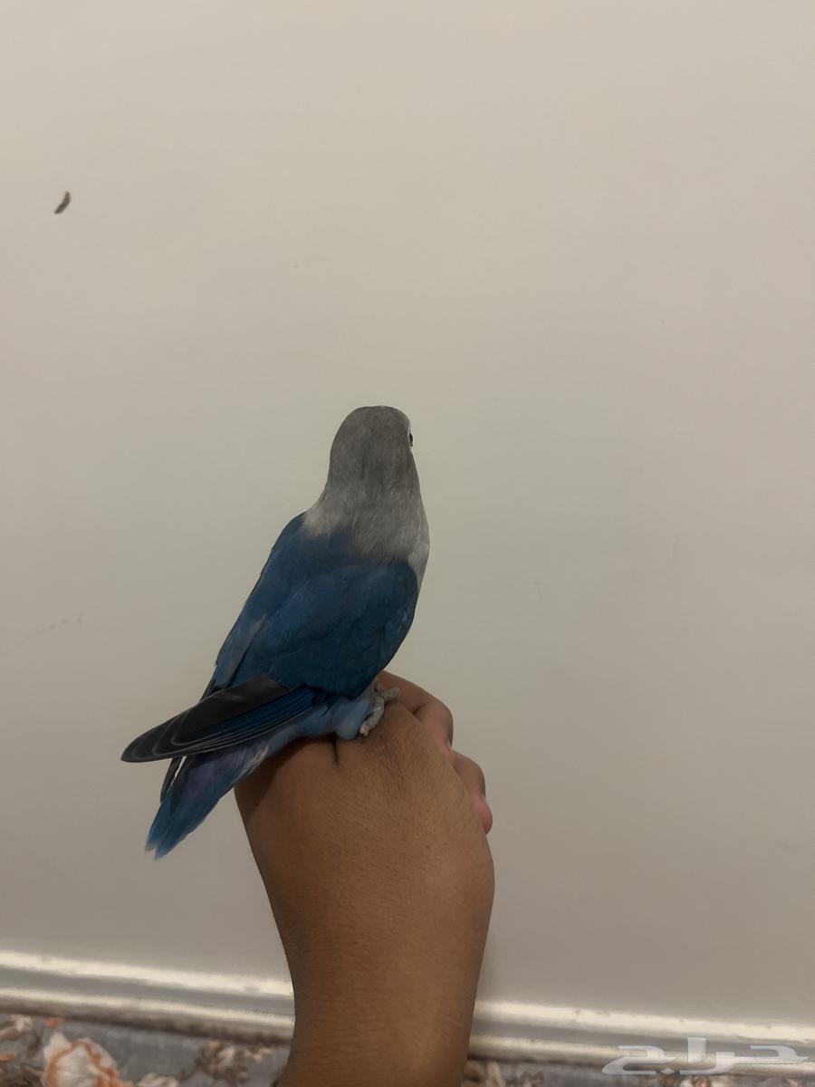 Fischer's bird sold63617265963523111