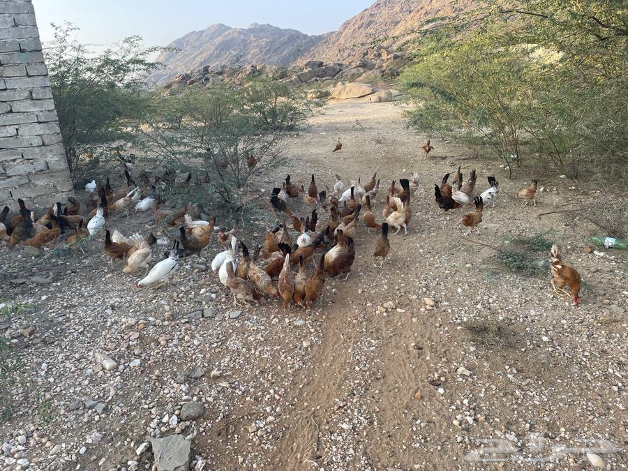 للبيع دجاج بلدي بسعر مغري العدد10063269347506178111