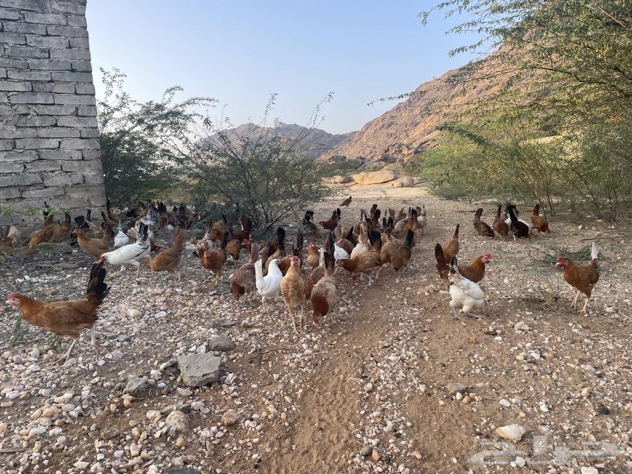 للبيع دجاج بلدي بسعر مغري العدد100632693475061781128