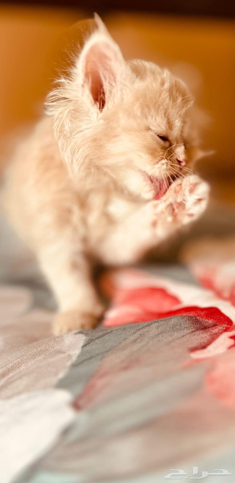Cats63268284861569111