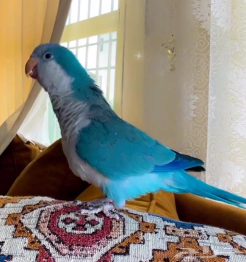 ببغاء كويكر اليف هدد632693459909151118
