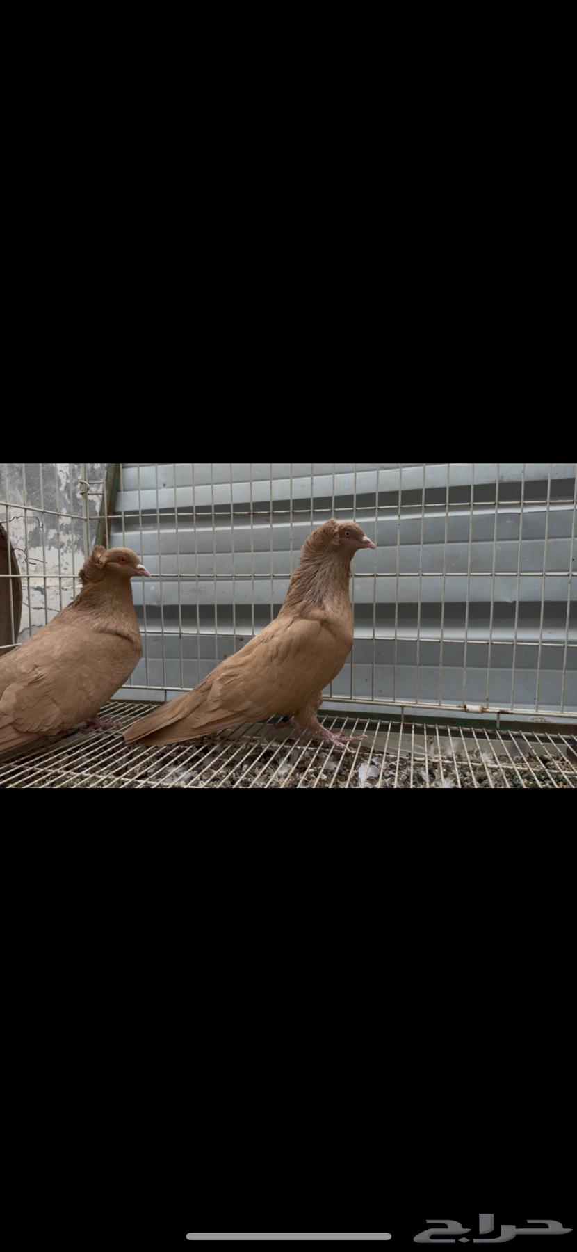For sale: Egyptian and Maltese pigeon pair. Sold.63268280747522111