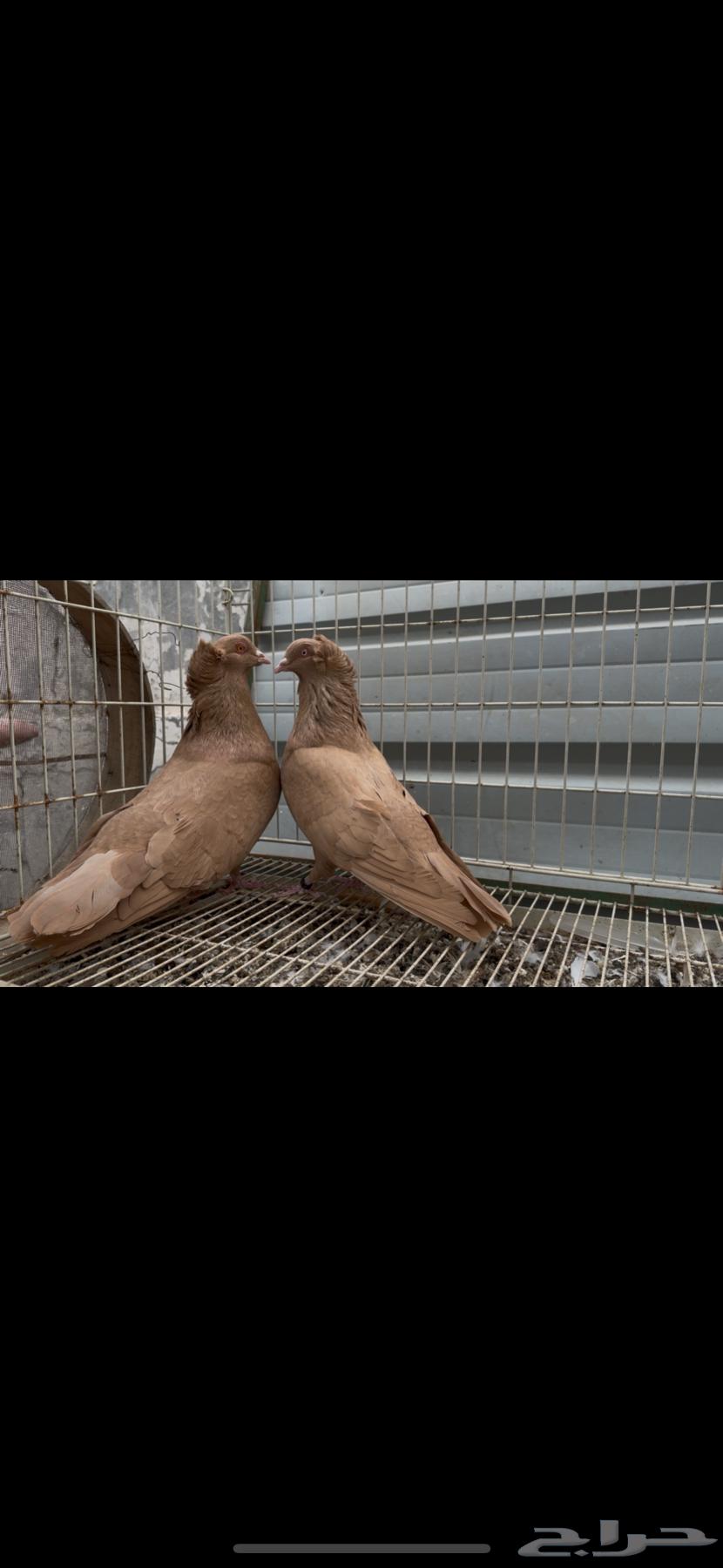 For sale: Egyptian and Maltese pigeon pair. Sold.63268280747522114
