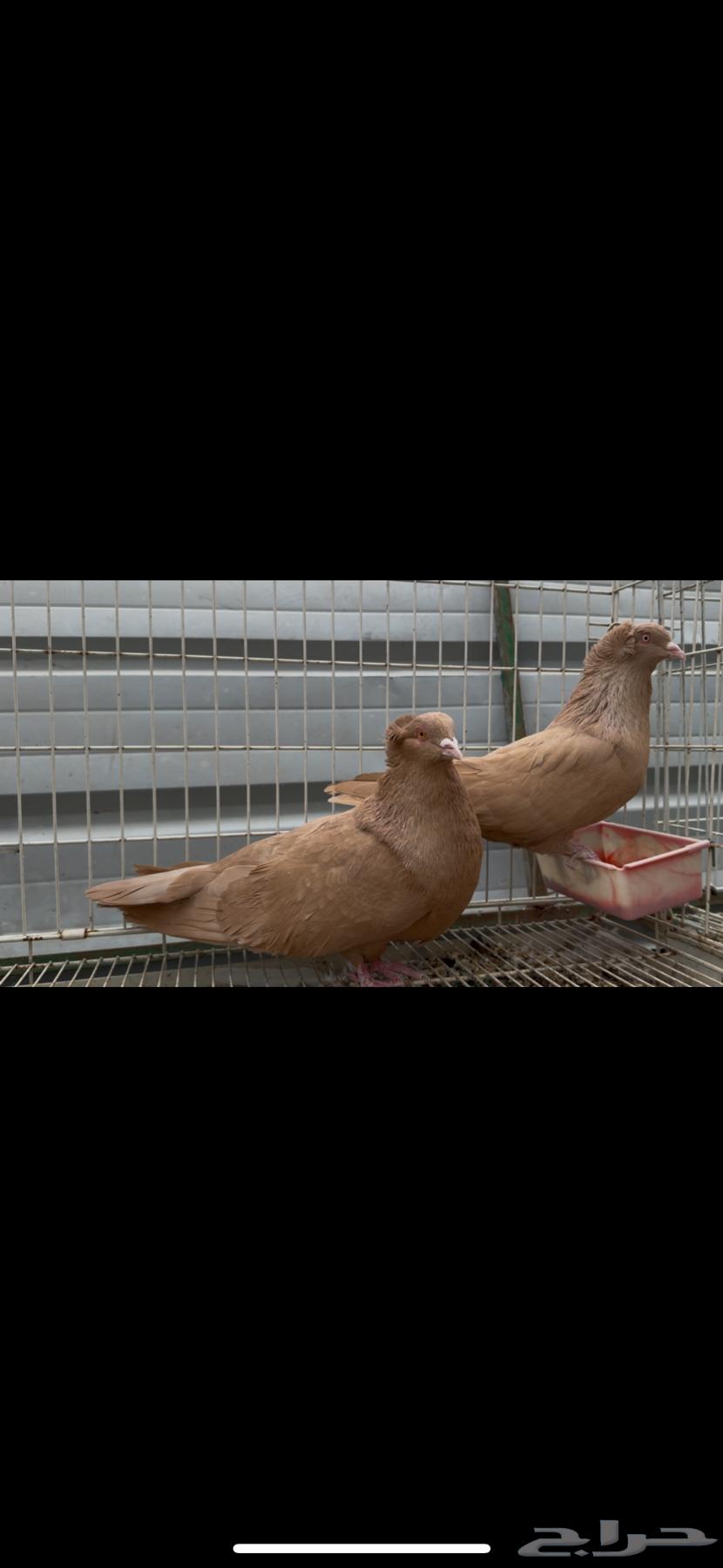 For sale: Egyptian and Maltese pigeon pair. Sold.63268280747522112
