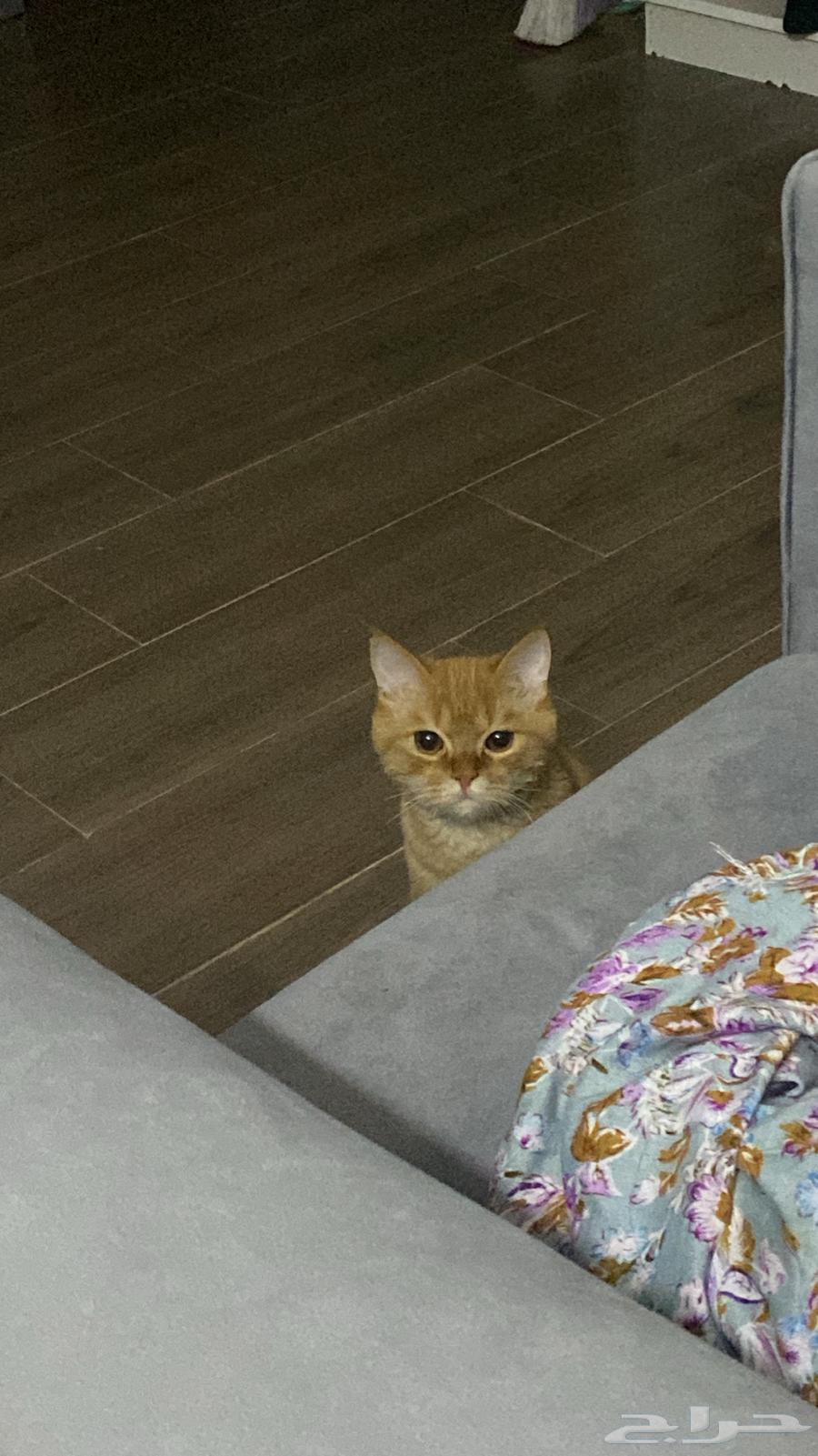 قط شيرازي63267114427779112