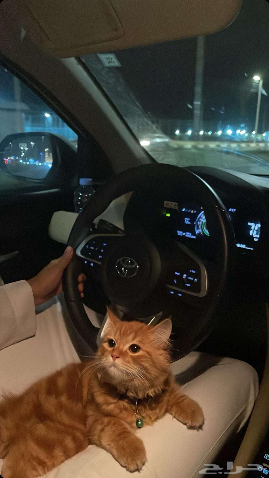 قط شيرازي63267114427779110