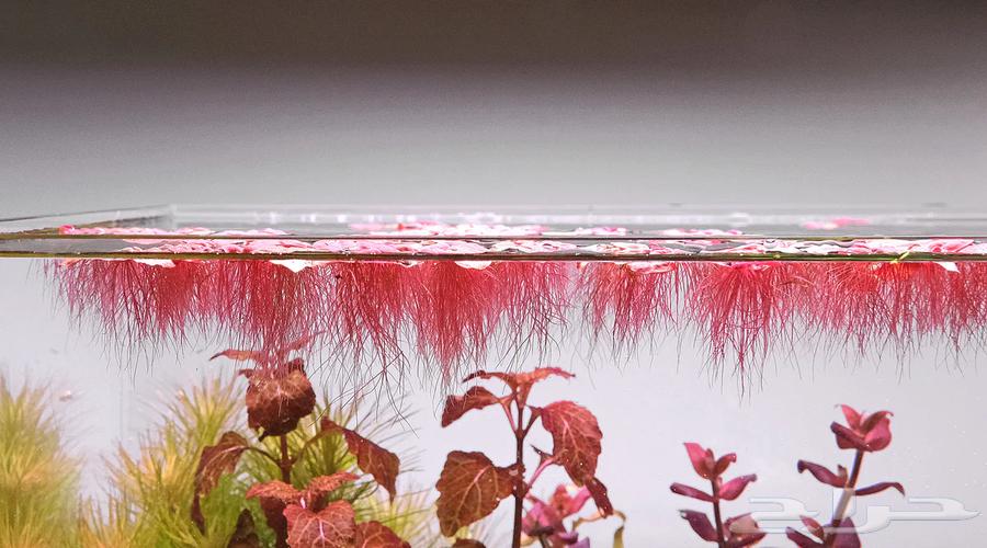 Red floating plants63268274007939111