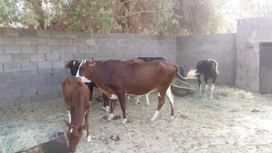 A cow resting for sale to all who are eligible.63267131776897111