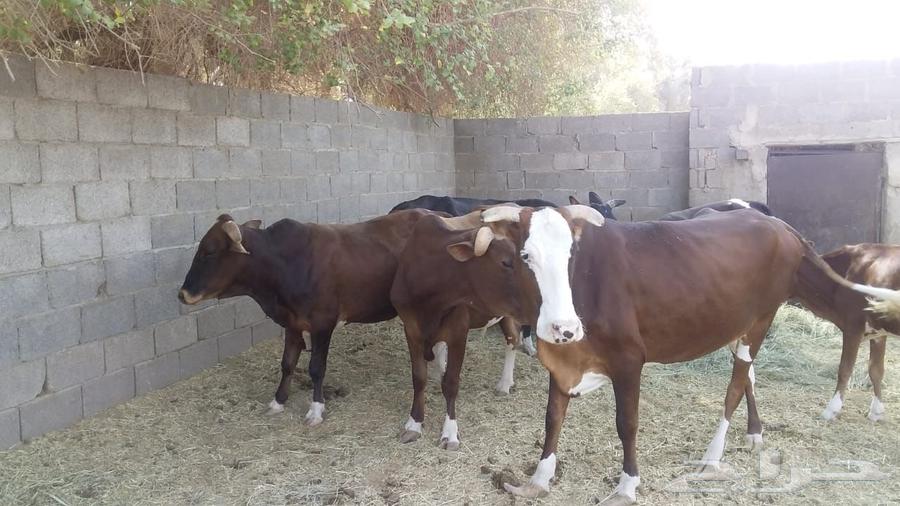 A cow resting for sale to all who are eligible.632671317768971117