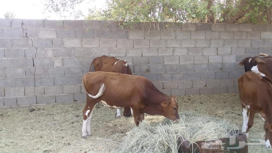 A cow resting for sale to all who are eligible.63267131776897112