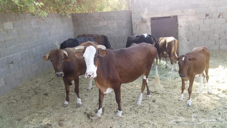A cow resting for sale to all who are eligible.63267131776897113