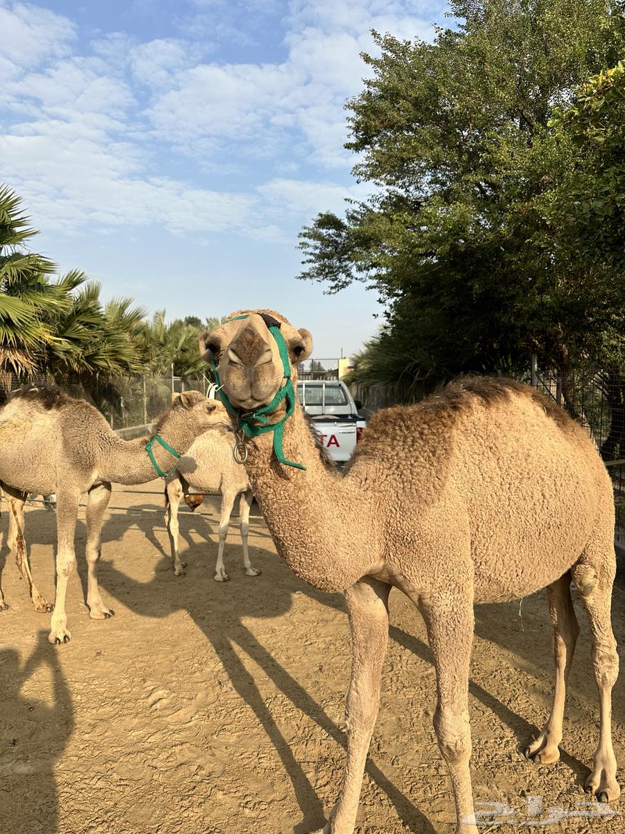 Farm breeding margins for sale63267120787585112