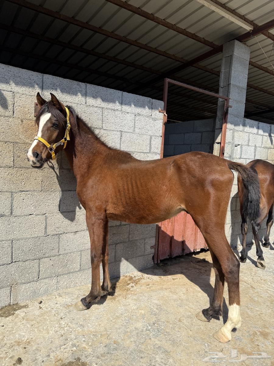 Popular horse63267113370625113