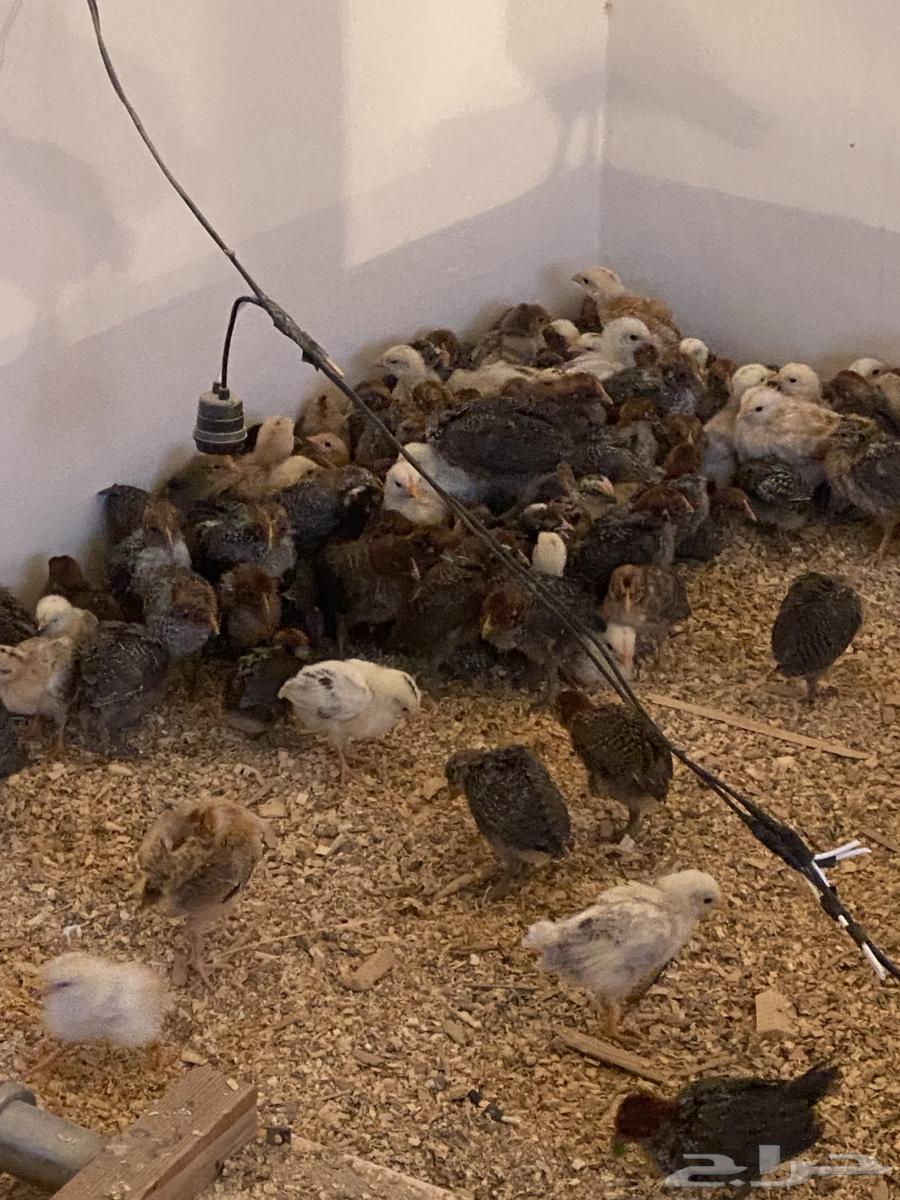 300 local chicks63266282171137111