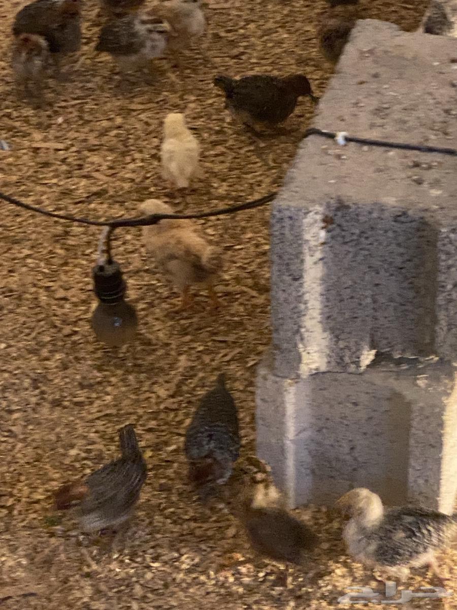 300 local chicks63266282171137113