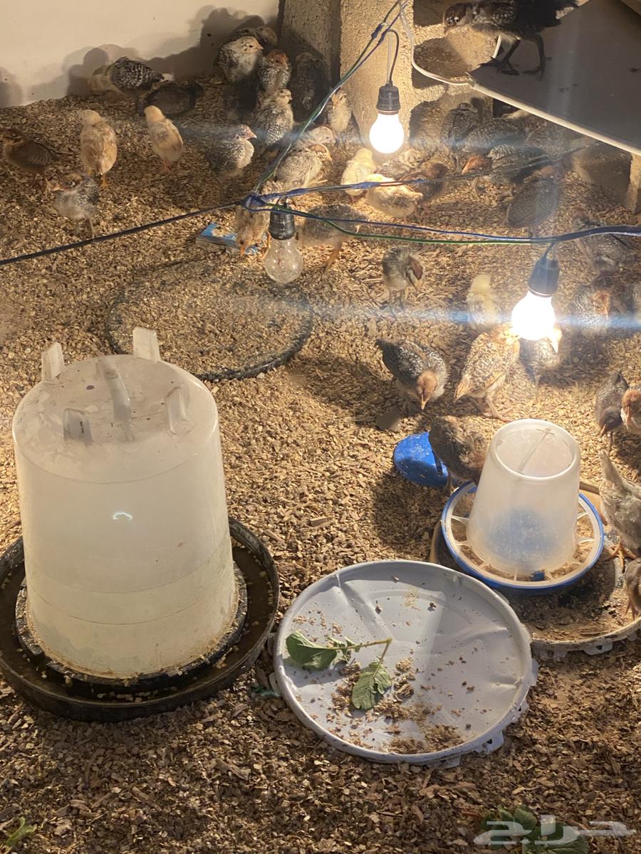 300 local chicks63266282171137114