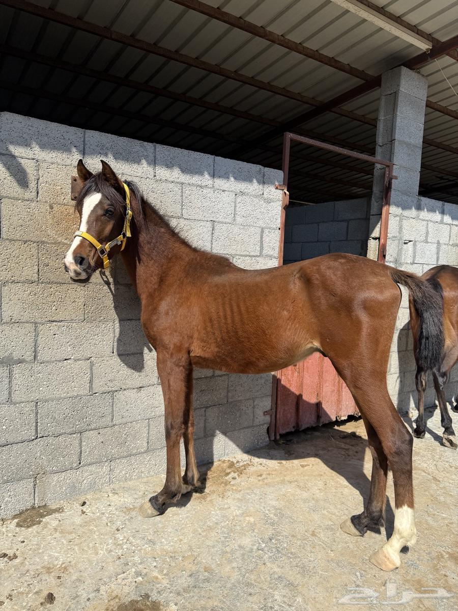 Popular horse63267113370625111